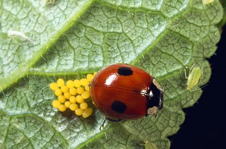 Các quả trứng được bọ rùa dùng một chất kết dính để dán chặt nó trên lá cây, ngay cả các cơn gió cũng khó làm trứng rơi xuống. Mỗi lần sinh sản, bọ rùa “sản xuất” khoảng 10 – 20 trứng, cả đời chúng có thể sinh đẻ nhiều lần lên tới hàng ngàn trứng.