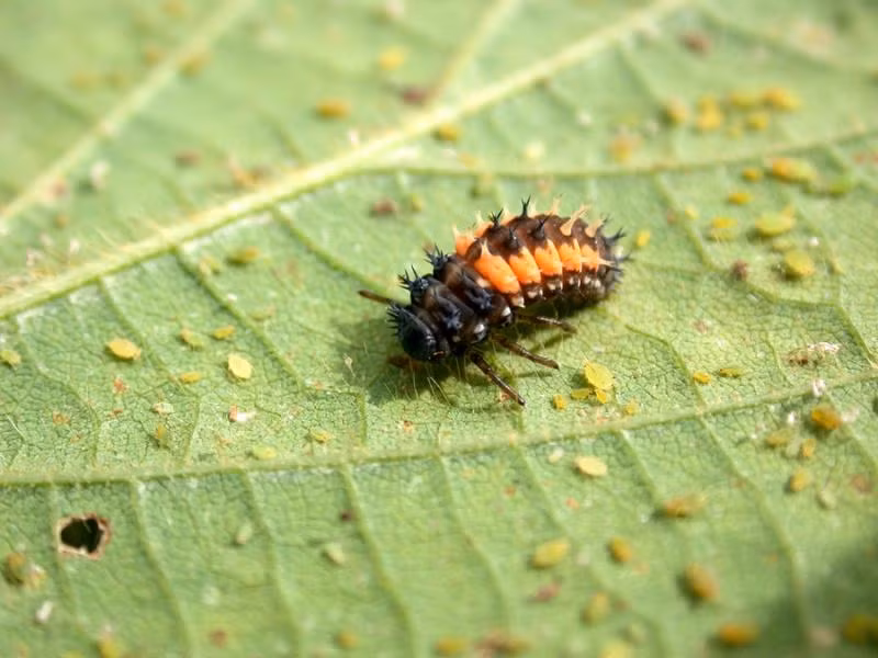 Trứng sau khi đẻ khoảng hai tuần sẽ nở. Vừa nở, ấu trùng đã thể hiện là một tay phàm ăn siêu hạng, trước tiên chúng ăn ngay cái vỏ trứng của mình, kế tiếp tìm kiếm và chén sạch những quả trứng chưa nở xung quanh, không cho anh em của chúng chào đời.