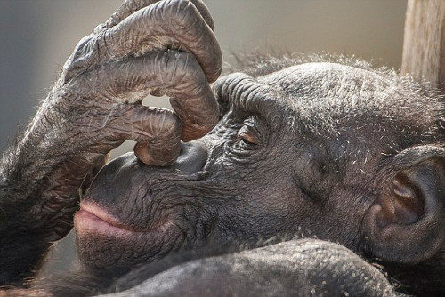 Ông McGeorge, 43 tuổi, là người gốc Scotland nhưng chỉ sống cách vườn thú Jacksonville khoảng 16km. Ông cho biết: “Bonobo là loài linh trưởng yêu thích của tôi ở vườn thú này.