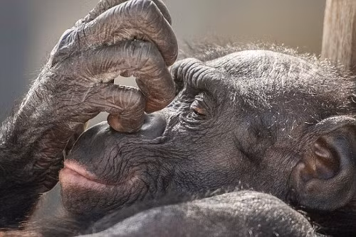 Ông McGeorge, 43 tuổi, là người gốc Scotland nhưng chỉ sống cách vườn thú Jacksonville khoảng 16km. Ông cho biết: “Bonobo là loài linh trưởng yêu thích của tôi ở vườn thú này.