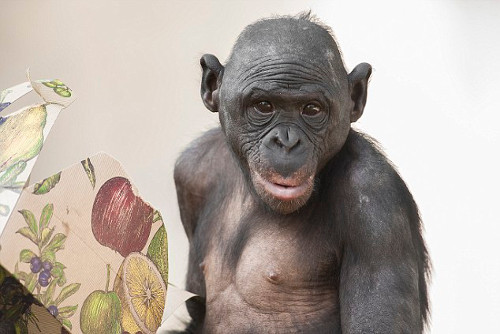 Trong môi trường hoang dã, bonobo thường ăn nhiều loại trái cây, rau quả, lá, hạt, cành, vỏ cây và cả thịt.