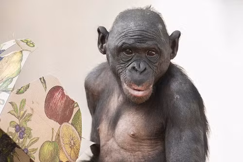 Trong môi trường hoang dã, bonobo thường ăn nhiều loại trái cây, rau quả, lá, hạt, cành, vỏ cây và cả thịt.