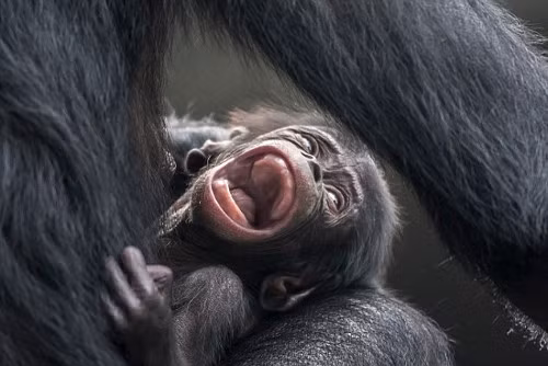 Tinh tinh bonobo con há miệng để lộ hàm răng chưa mọc đủ.