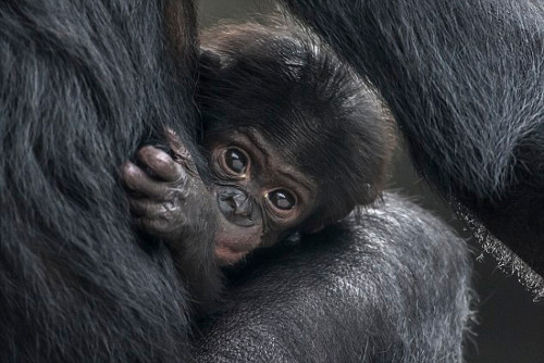 Tinh tinh bonobo con ôm chặt mẹ khi được chụp ảnh.