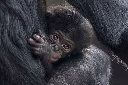 Tinh tinh bonobo con ôm chặt mẹ khi được chụp ảnh.