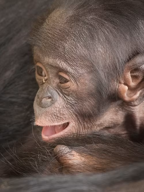 Trong môi trường nuôi nhốt, chúng được ăn thức ăn viên đặc biệt, rau quả và trái cây.