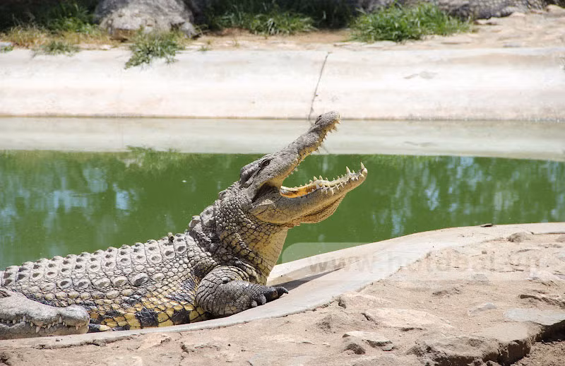 Cá sấu giải phóng nhiệt thông qua miệng chứ không phải qua các tuyến mồ hôi.