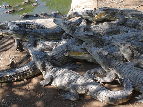 Cũng giống như các loài bò sát khác, cá sấu là loài có máu lạnh.