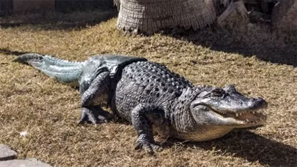 Cá sấu nước mặn có kích thước lớn nhất trong các loài cá sấu.
