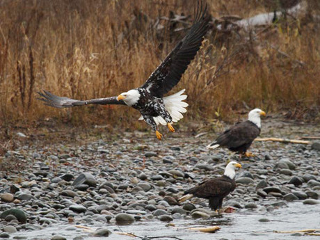Năm 1967, đại bàng hói được liệt vào danh sách các loài động vật có nguy cơ tuyệt chủng ở Mỹ và kể từ đó, số lượng loài chim đại bàng này đã được cái thiện rõ rệt.