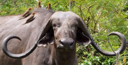 Do ưu điểm thịt đỏ với lượng chất béo và cholesterol thấp hơn thịt bò nên giống bò Bovid (giống lai giữa bò và trâu – Buffalo Cows) được lai tạo và nuôi ở nhiều nơi trên thế giới.