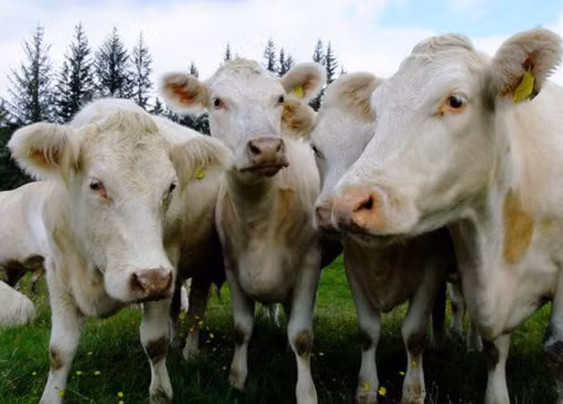 Bò sừng ngắn lông trắng (Whitebred Shorthorn Cows) nhìn có vẻ khá bình thường, nhưng bạn sẽ không thể thấy chúng một cách dễ dàng bởi đây là giống bò hiếm nhất thế giới, thậm chí hiếm hơn cả gấu trúc khổng lồ.