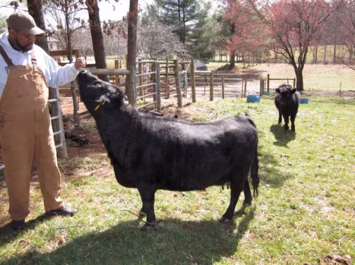 Có thể bạn nghĩ rằng chú bò này bị một dị tật bẩm sinh nào đó nhưng thực ra đó là ngoại hình vốn có của bò Dexter. Đây là giống bò nhỏ nhất ở châu Âu và là giống cực hiếm có nguồn gốc từ Ireland.