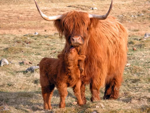 Bộ lông bò dài nhất chắc hẳn thuộc về loài bò cao nguyên (Highland Cows). Bạn có thể nhìn thấy chúng ở Scotland nhưng có lẽ bộ lông không sạch đẹp như trong bức ảnh này.