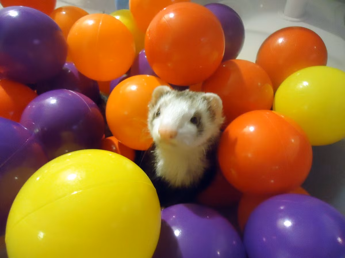 Với thói quen và trí thông minh (thường đi vệ sinh ở một chỗ cố định vào một khoảng thời gian nhất định) nên chồn sương rất hợp làm thú cưng cho các chủ nhân sống ở thành phố.