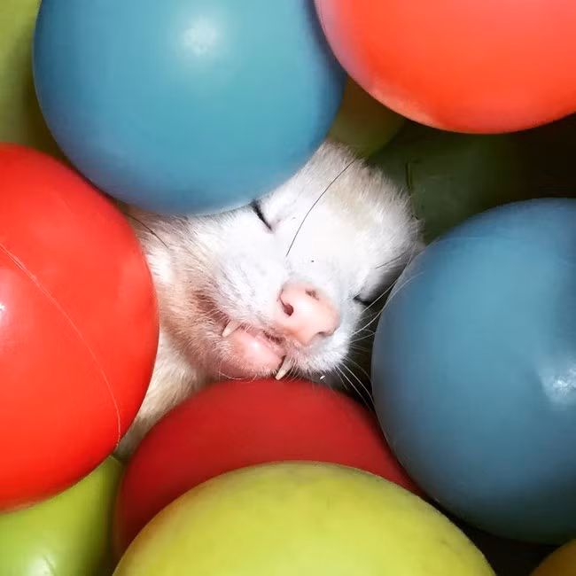 Nhưng sau một lúc chơi đùa, nhiều con thậm chí còn thoải mái ngủ trong nhà bóng. Có lẽ nó không muốn rời xa nơi này.