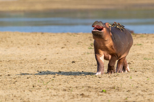 Và không lâu sau đó, đàn chim đã bay đi sau khi ăn thức ăn trên người hà mã. 