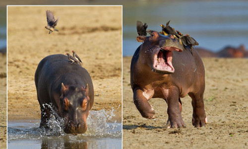  ... Có lẽ hà mã con chưa nhận ra những chú chim này không hề làm hại nó”.
