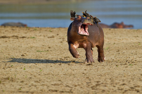 Ông cho biết: “Rõ ràng là hà mã con không thích cho những chú chim đậu trên lưng. Nó ngoáy đầu liên tục để đuổi chim đi đồng thời chạy về phía dòng nước tìm sự an toàn nơi hà mã mẹ.