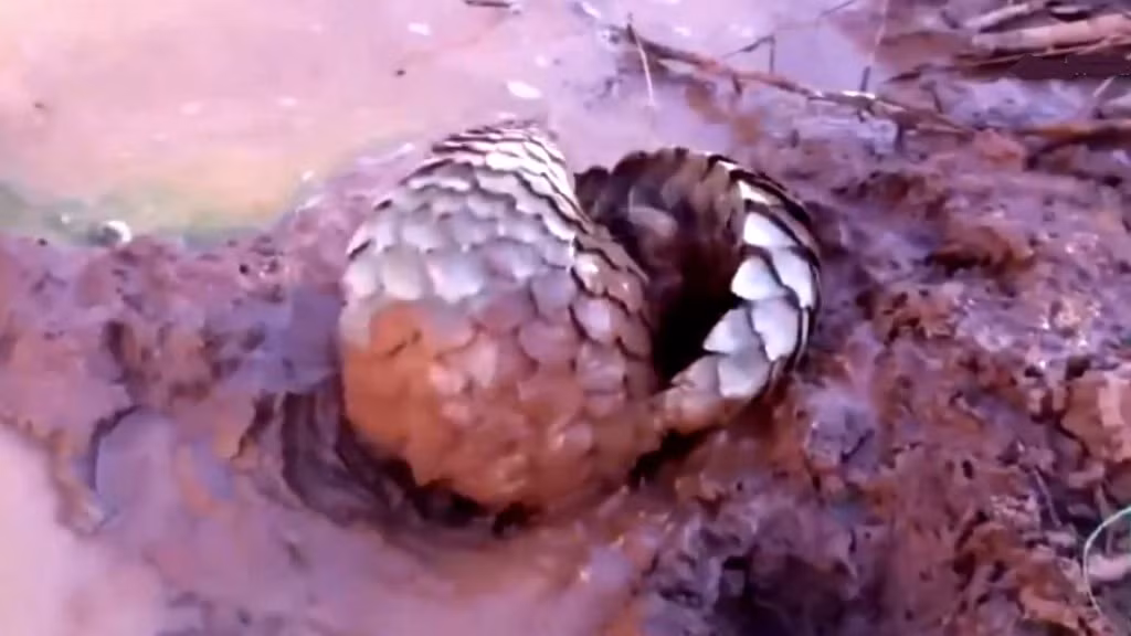 Phần lớn các loại tê tê sinh hoạt vào ban đêm, dùng khứu giác rất thính để tìm côn trùng. Ban ngày thì cuộn tròn như quả bóng để ngủ. Ngoài ra, chúng còn đặc biệt yêu thích việc cuộn tròn lại và lăn lê trong lớp bùn mát.