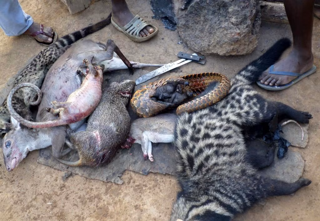 Y học cổ truyền Trung Quốc cho rằng vảy tê tê có thể giúp chữa bệnh ung thư – khiến cho việc săn bắn và buôn bán lậu tê tê trở thành một vấn nạn trên thế giới. Ngoài ra, thịt của chúng cũng là một món ăn ưa thích ở châu Á. Ít nhất khoảng 10.000 con tê tê bị buôn bán trái phép mỗi năm.