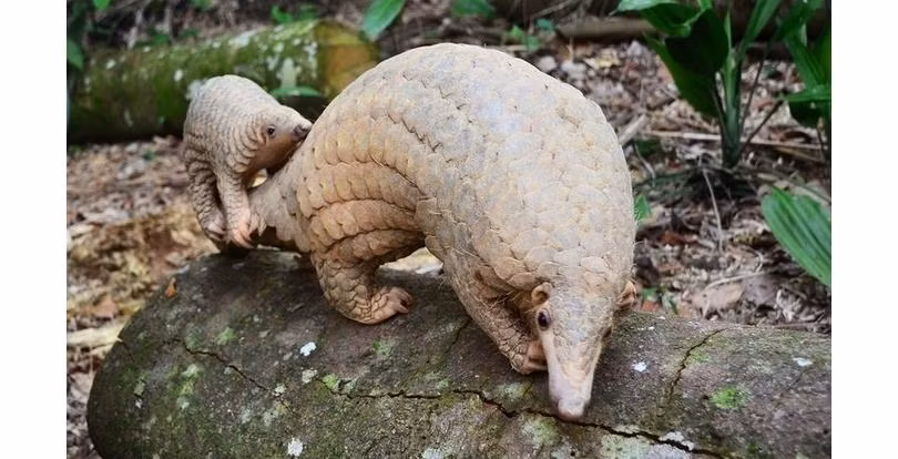 Tê tê dùng chiếc lưỡi dài và có thể dính được của mình để “hút” kiến và mối ra khỏi tổ, sau đó nuốt chửng con mồi chứ không nhai vì chúng không có răng. Bởi vậy, chúng nuốt thêm cả những viên sỏi nhỏ và cát, hỗ trợ việc tiêu hóa.