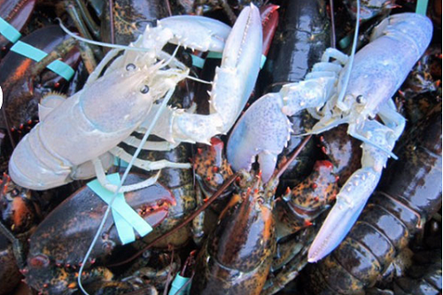 Hai con tôm hùm bạch tạng vô cùng nổi bật so với các anh em chúng. Những con tôm hùm màu trắng này đôi khi được gọi là tôm hùm tinh vì vỏ của chúng có màu mờ, khiến người ta có thể nhìn rõ lớp thịt dưới vỏ của nó.