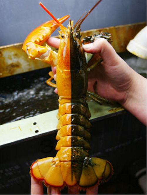 Bức ảnh chú tôm hùm hai màu nâu – cam này được chụp ngày 11/7/2002 tại State Aquarium Maine ở Boothbay Harbor, Maine.