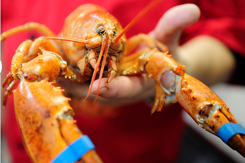 Martha – chú tôm hùm màu vàng cam, được bắt ngoài khơi bờ biển Maine vào tháng 7/2014. “Cô nàng” đã được chuyển đến một nhà hàng ở thành phố Naples, bang Florida để trưng bày chứ không bị biến thành món ăn trên thực đơn.