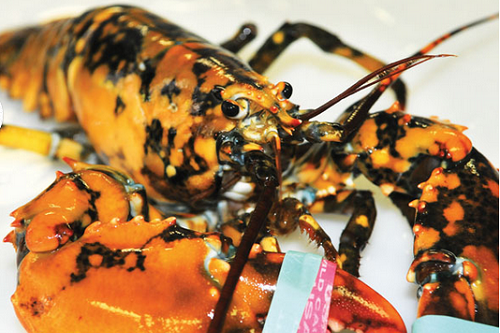 Sa lưới từ ngày 29/7/2014, chú tôm hùm đốm này đang được trưng bày tại Explore the Ocean World Oceanarium ở Hampton (Mỹ).