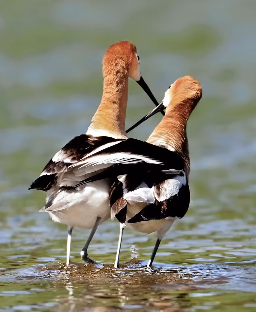 Nào mình cùng đi dạo.