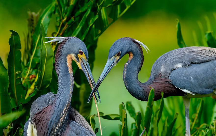 Chạm mỏ cái nào.