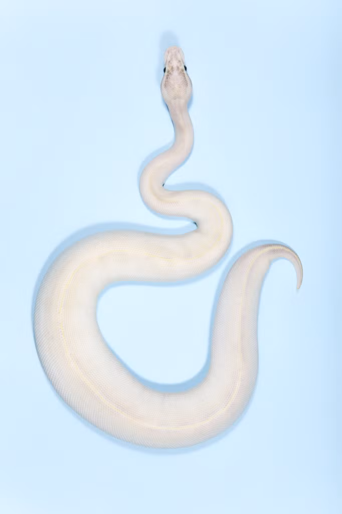 Trong ảnh là một con trăn ngà bóng châu Phi.