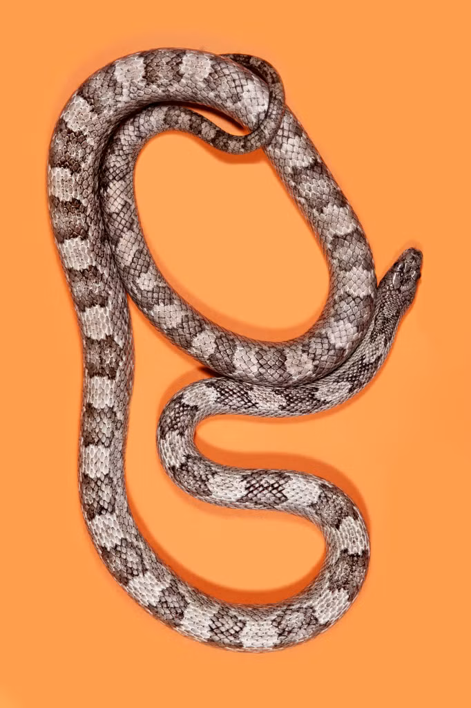 Trong quá trình làm việc, cũng có những con rắn không chịu hợp tác trong khi Andrew McGibbon muốn chụp sắc nét từng chiếc vẩy, chính vì vậy anh đã rất lo lắng. Tuy nhiên nhờ sự trợ giúp nhiệt tình và lòng kiên nhẫn, Andrew đã vượt qua.