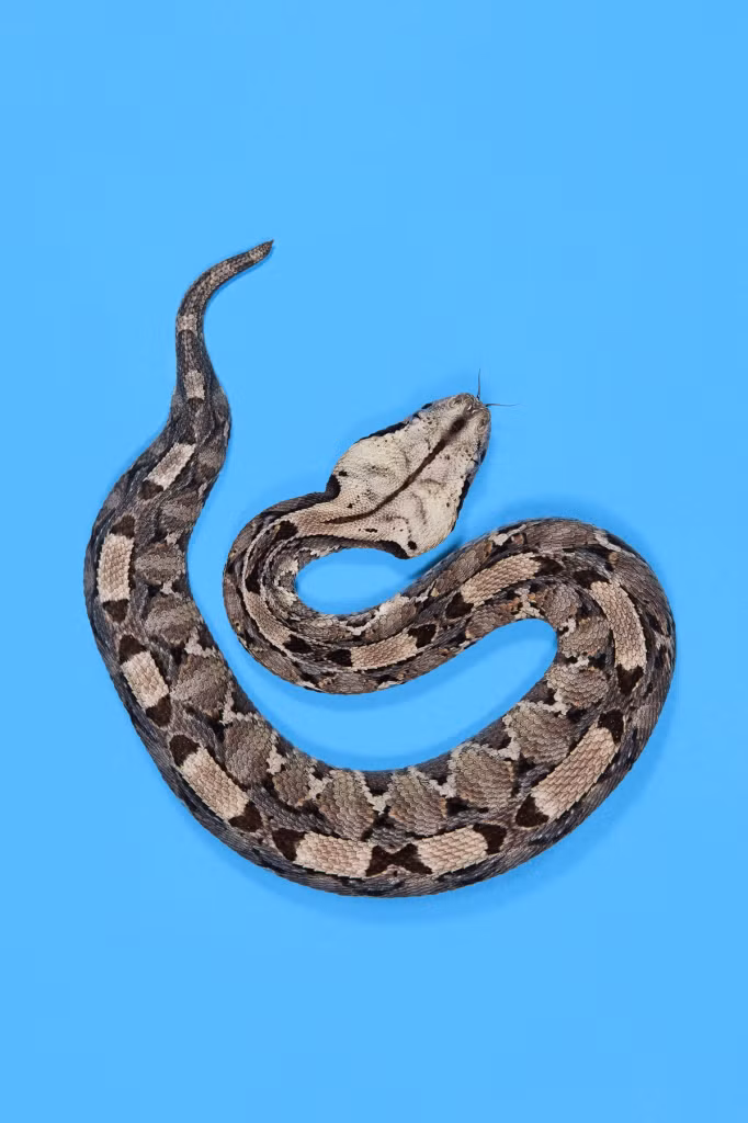 Mọi người thường nghĩ những con rắn "máu lạnh" đại diện cho bóng tối và sự cám dỗ.