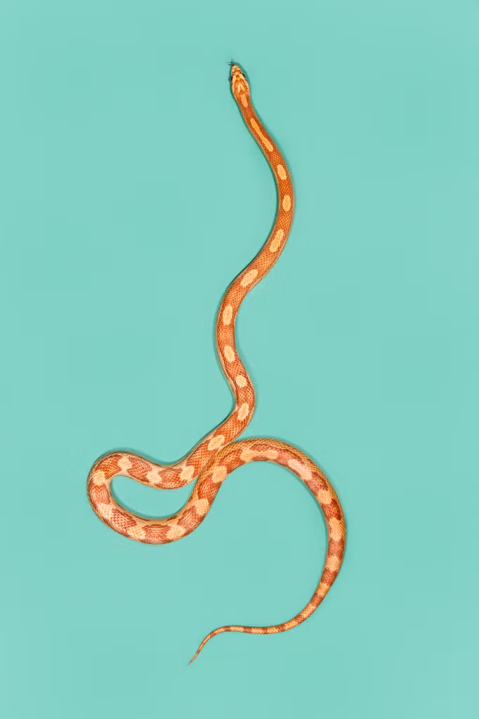 Tuy nhiên Andrew chia sẻ rằng sẽ rất ít loài rắn tấn công khi không cảm thấy sự nguy hiểm. Những quan niệm xấu về loài động vật này đã ăn sâu vào suy nghĩ của mọi người, khiến mọi người khó có thể nhìn thấy vẻ đẹp của chúng.