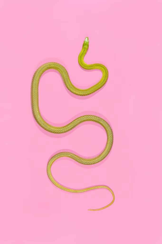 Lần này, với sự giúp đỡ của các chuyên gia, nhiếp ảnh gia Andrew McGibbon muốn mang đến một cái nhìn mới về vẻ đẹp của loài động vật đầy nguy hiểm này.