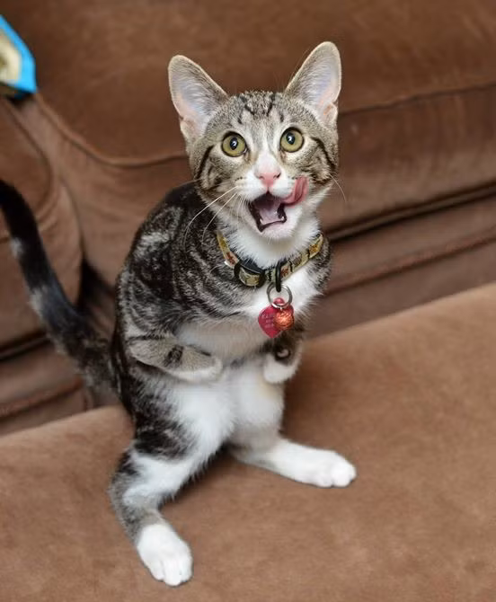 Ai có thể không yêu khuôn mặt siêu dễ thương này?