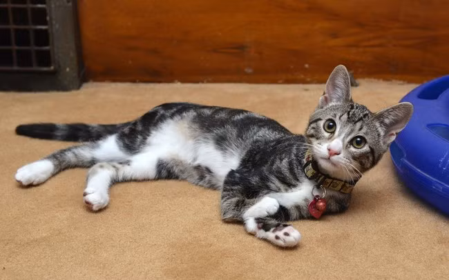 Hiện nay, Kanga đang chung sống với 2 người, 2 chú chó và một chú mèo nữa.