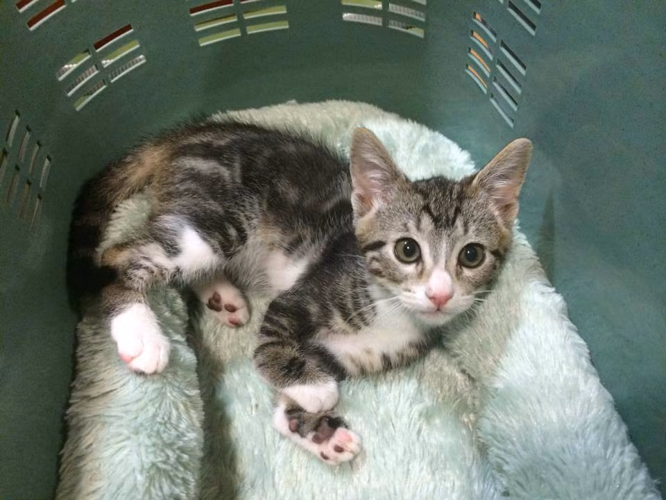 Những bức ảnh đáng yêu này của Kanga luôn thu hút được sự quan tâm đặc biệt.