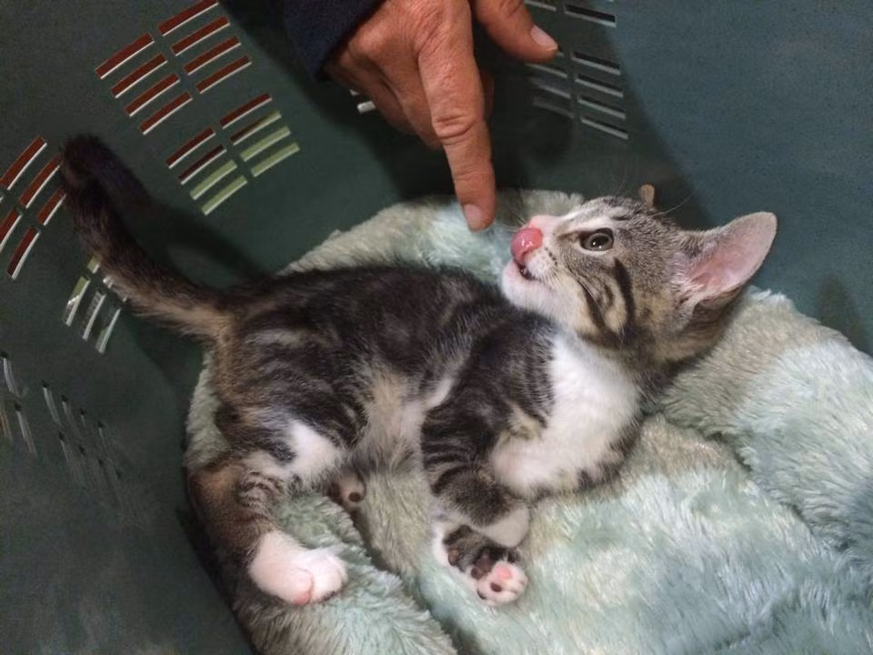 Kanga còn được chủ nhân ưu ái cho sở hữu riêng một tài khoản Facebook để những người yêu quý chú có thể dễ dàng theo dõi.