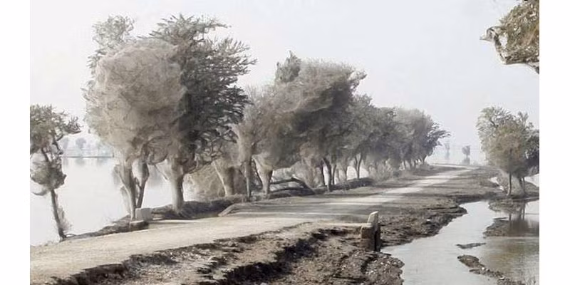 Cảnh tượng này trông giống như cảnh quay trong một bộ phim giả tưởng, nhưng điều này thực sự xảy ra ở Pakistan khi họ hàng nhà nhện rủ nhau leo lên cây để giăng tơ sau khi bị bão tấn công.