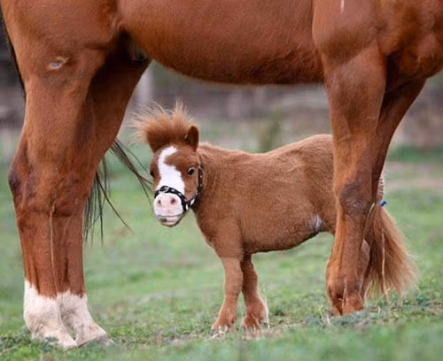 Con ngựa nhỏ nhất thế giới chỉ cao 43cm và nặng 26kg.