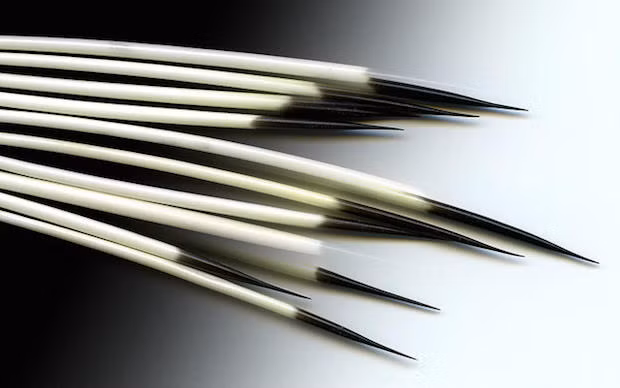 Lông nhím có tới 700-800 ngạnh chồng chéo ở đầu lông, khiến chúng rất khó bị rơi ra.