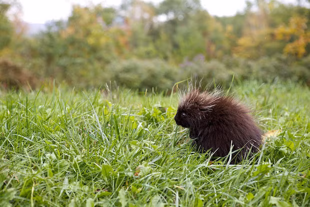 Khi mới ra đời, bộ lông của nhím rất mềm mại và chỉ cứng dần sau vài ngày.