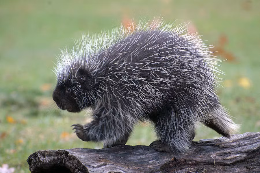 Những khám phá đáng kinh ngạc về loài nhím có thể khiến bạn bất ngờ. Từ porcupine (nghĩa là con nhím) có nguồn gốc từ tiếng Pháp (porc d’espine), với nghĩa là “con heo gai góc”.