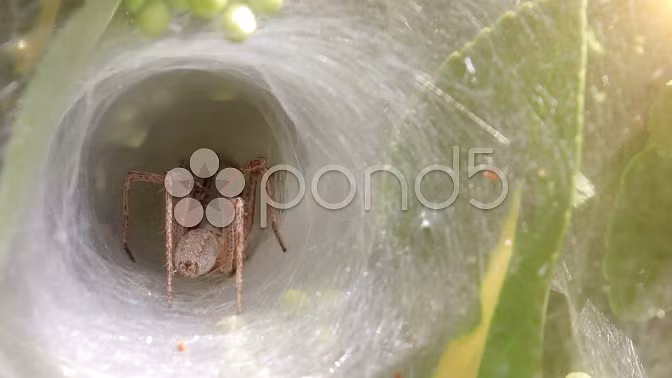 Vào mùa xuân, nhện mẹ xây dựng một tấm lưới hình trụ trong các bụi cây. Đây cũng là thời điểm săn mồi thuận lợi trong năm bởi số lượng côn trùng rất nhiều và thường xuyên mắc vào lưới của nhện mẹ.