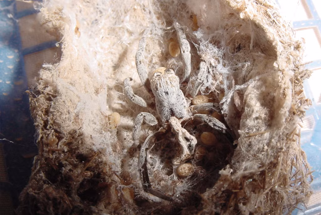 Gần như mọi cơ quan nội tạng của nhện mẹ đều phải hy sinh cho đàn nhện con, ngoại trừ tim của nó. Cuối cùng, khi nhện con dần lớn lên thì nhện mẹ chỉ còn lại cái vỏ khô.