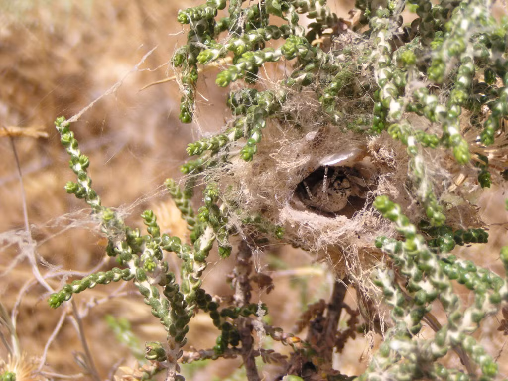 Đây quả thật là sự hy sinh vô cùng cao cả của một bà mẹ dành cho đàn con đông đúc, háu ăn của mình.
