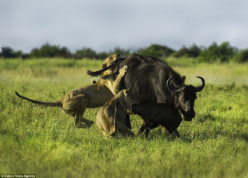 Nhưng sau đó, bầy sư tử đã chia nhau ra, một con tấn công trâu mẹ trong khi các con khác tấn công trâu con.